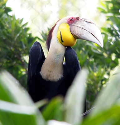 [This bird is similar to the female except it has a yellow pouch rather than blue on its neck and its neck is tan rather than black.]